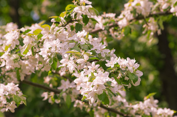 Blossoming Spring Garden