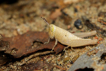Image of baby brown grasshopper on the floor., Insect. Animal.