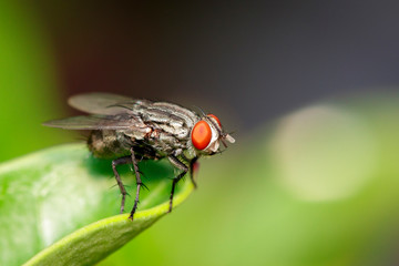 Image of a flies (Diptera) on green leaves. Insect Animal