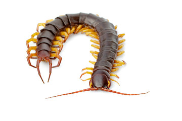 Image of centipedes or chilopoda isolated on white background. Animal. Poisonous animals.