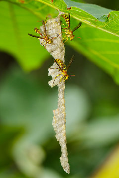 Image of an Apache Wasp (Polistes apachus) and wasp nest on nature background. Insect.  Animal