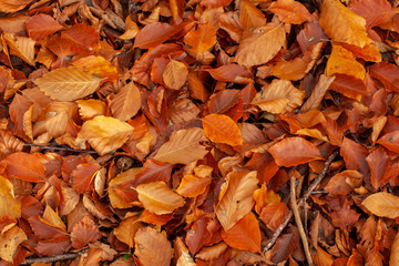 Autumn leaf covered floor
