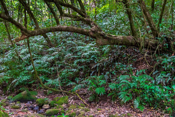 Fototapeta premium Ferns in forest at Amboro park, Bolivia.