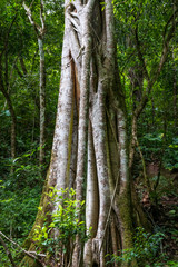 Lianas on big tree at Amboro parc, Bolivia.