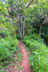 Path in forest at Aamboro park, Bolivia
