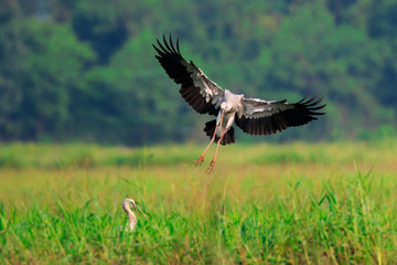 Image of an Asian openbill stork(Anastomus oscitans) flying on the natural background. Bird, Wild Animals.