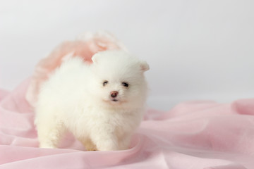 Fototapeta na wymiar Beautiful Pomeranian spitz puppy on a white and pink background