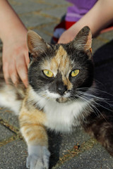 Katze Cat Face von vorn Front große Katzenaugen Augen Eyes