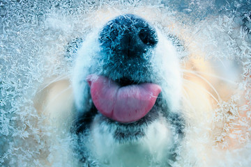 view through the glass as a cute red dog funny licks pink tongue icicles with frosty patterns with a cold window in the winter morning burying his warm nose