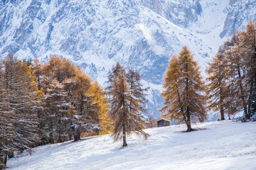 Beautiful Winter at Alpe di Siusi, Seiser Alm - Italy - Holiday background for Christmas. 