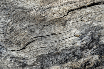 структура дерева, структура дуб, дуб, дизайнер,рельеф дуба, дерево