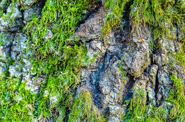 кора дуба,мох,структура дерева, структура дуб, дуб, дизайнер,рельеф дуба, дерево