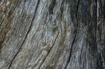 структура дерева, структура дуб, дуб, дизайнер,рельеф дуба, дерево