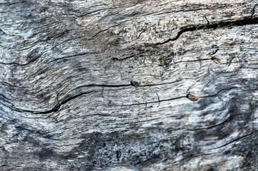 структура дерева, структура дуб, дуб, дизайнер,рельеф дуба, дерево