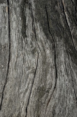 структура дерева, структура дуб, дуб, дизайнер,рельеф дуба, дерево