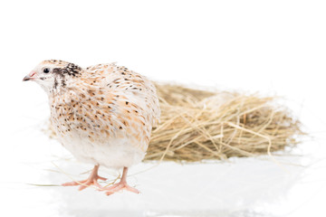 Cute adult quail