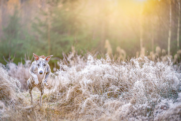 Windhund – Whippet rennt und jagt frei im Wald 