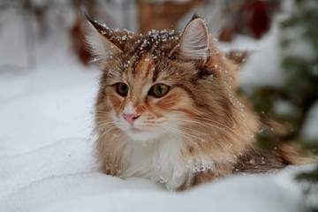 Naklejka na ściany i meble A cute norwegian forest cat female in fresh snowdrift looking for a prey