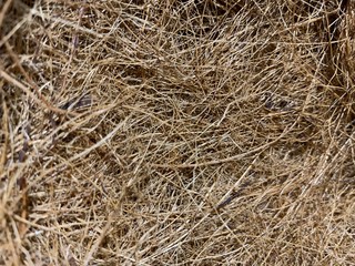 Pines and green flower Christmas decoration background