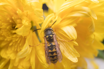 Macro of a wasp bee on a yellow chrysanthemum flower.