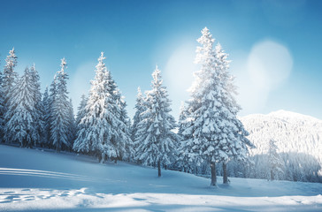 Vivid white spruces on a frosty day. Location Carpathian mountain, Ukraine, Europe.
