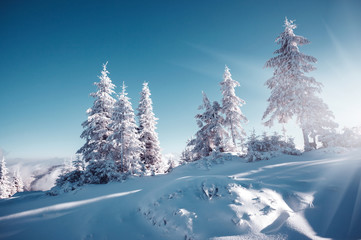 Vivid white spruces on a frosty day. Location Carpathian mountain, Ukraine, Europe.