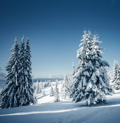 Magical white spruces on a frosty day. Location Carpathian mountains, Ukraine, Europe.