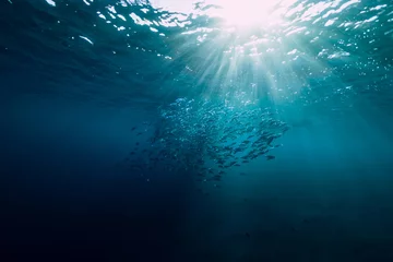 Fotobehang Onderwaterwereld Underwater view with school fish in ocean. Sea life in transparent water  © artifirsov