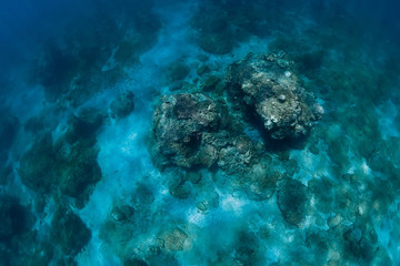 Tranquil underwater scene with corals. Blue sea