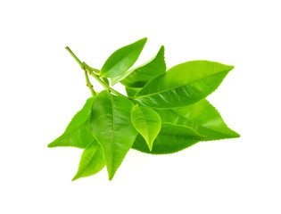 Green tea leaf isolated on white background