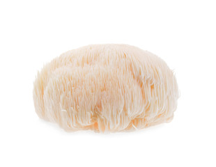 lion mane mushroom isolated on white background. © akepong srichaichana