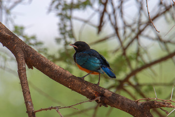 Burchell's starling at Serengeti, Tanzania