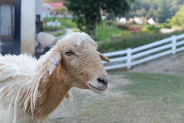 Fototapeta premium portrait of a goat