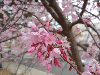 cherry blossom