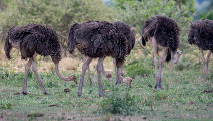 Ostrich in safari, Tanzania