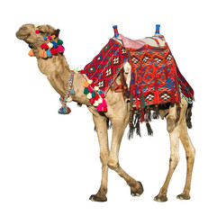 The lonely domestic camel on white.