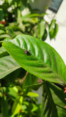 House fly on a green leaf