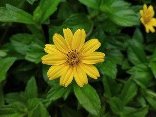 Closeup shot of Yellow flower