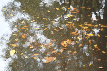 水溜りの落ち葉