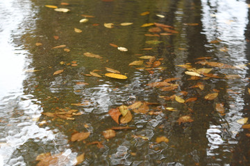 水溜りの落ち葉