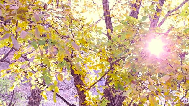 Swinging colorful yellow & green foliage of the tree in autumn with sun shines