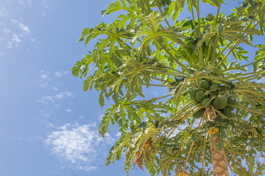 Full view of a papaya tree with blue sky as background, typically tropical tree