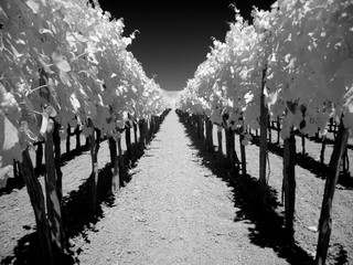 infrared
