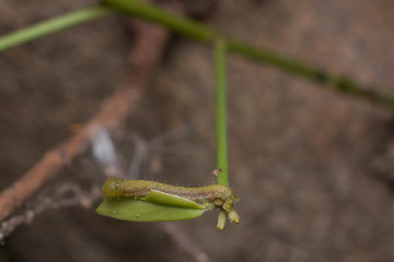 Worm in macro view, the insect in nature, animal in wild