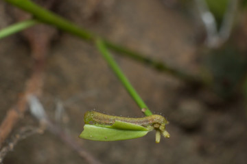 Worm in macro view, the insect in nature, animal in wild