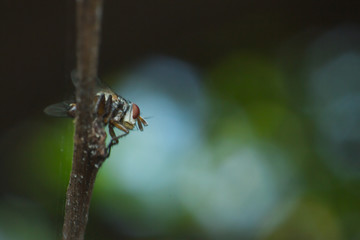 fly in macro view, the macro of insect in nature, the animal in wild