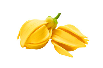 fragrant flowers of climbing ylang-ylang, climbing ilang-ilang, manorangini, hara-champa or kantali champa isolated on white background with clipping path..
