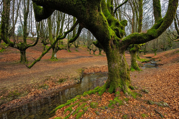 Obraz premium Otzarreta Beech Forest. Gorbea Natural Park. Bizkaia. Spain.