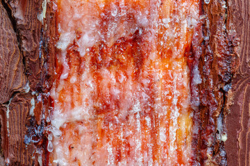 Detalle del corte en el tronco y textura de la resina en un aprovechamiento forestal. Pino resinero o marítimo. Pinus pinaster. Pinar de Castrocontrigo, León, España.