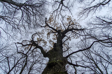 Fototapeta na wymiar drzewo i niebo